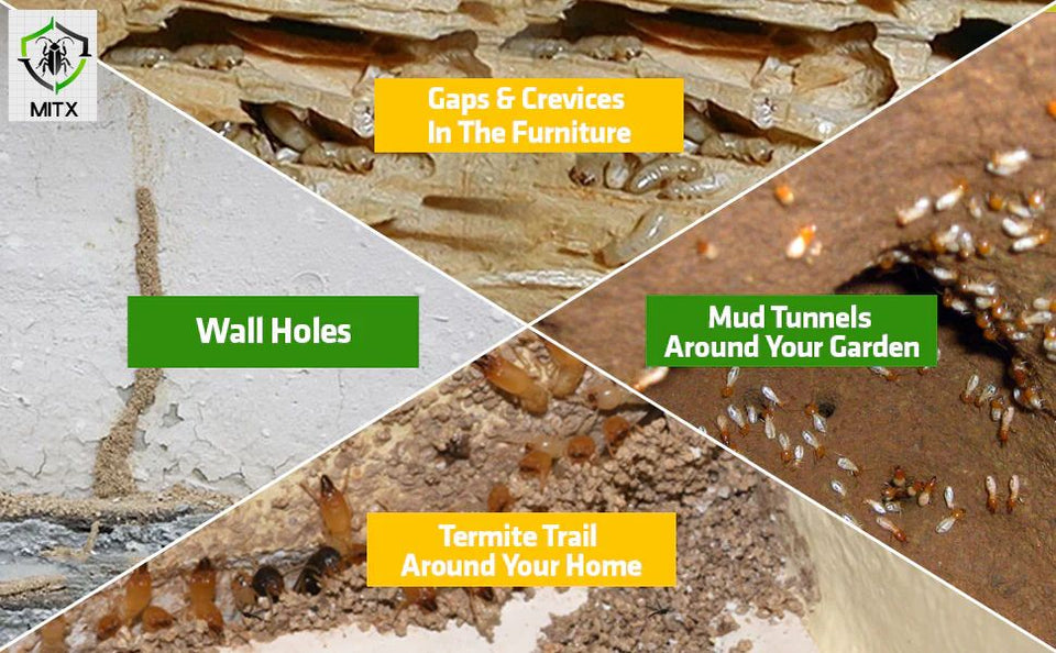 Termite killer Premium Spray – Buy 1 Get 2 FREE ((22000+++Happy Customer ⭐⭐⭐⭐⭐)